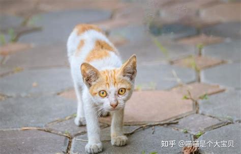 自来猫的预兆|自来猫的预兆佛学—自来猫来赐福，吉祥降临万事兴